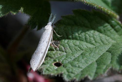Pleurota bicostella